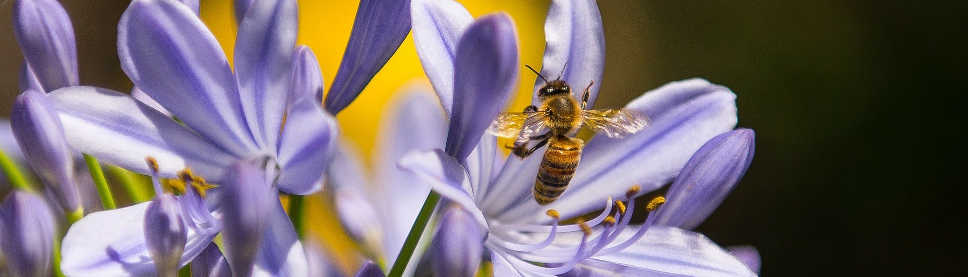 Bienenhaus